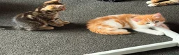 Domestic Shorthair cats for sale: Beautiful Kittens Looking for Loving Homes  - Advert 7