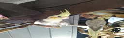 Cockatiels birds for sale: DNA sexed cockatiel hand tame and flight trained - Advert 11