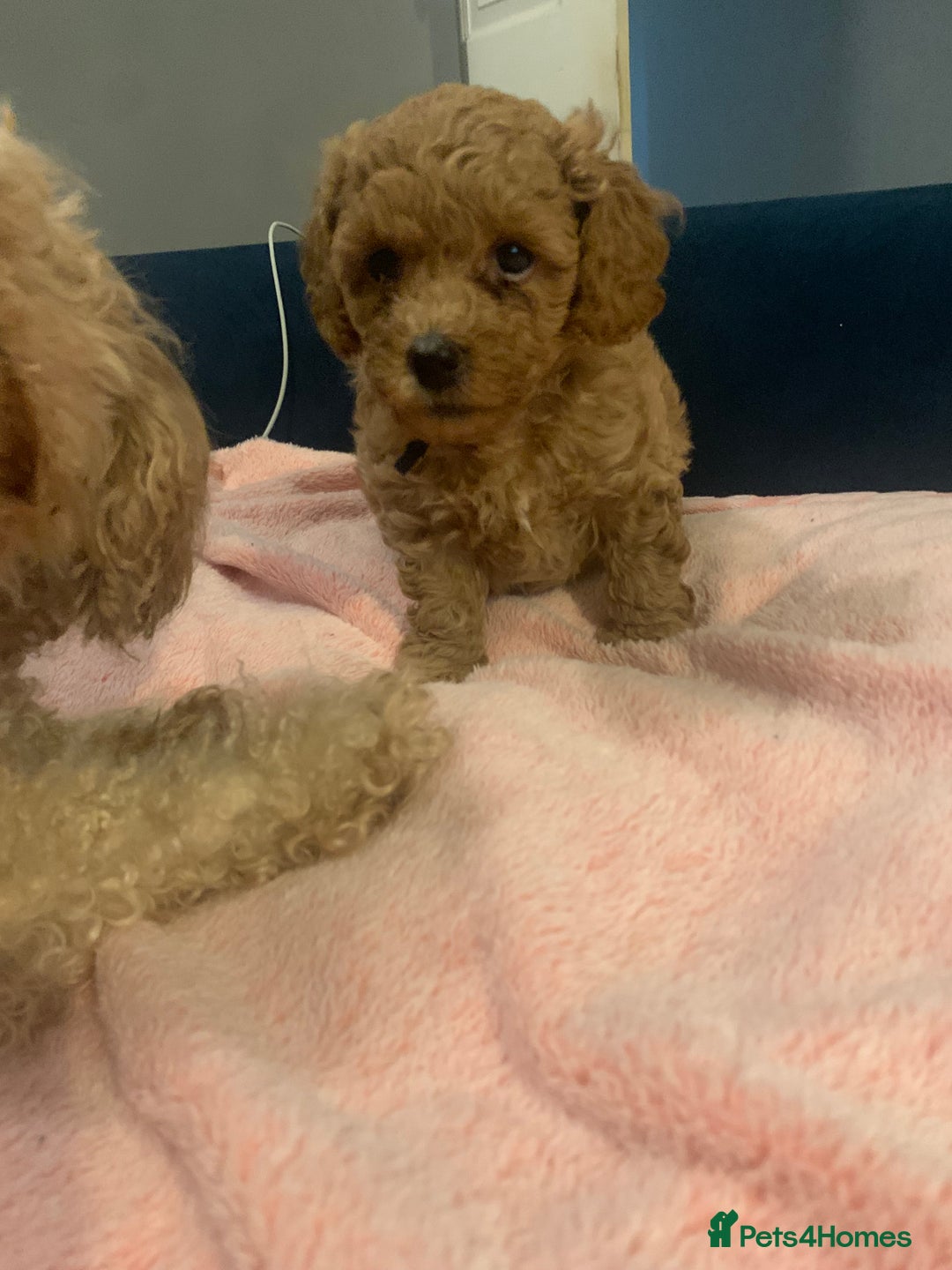 Cavapoo dogs for sale: Toy Cavapoo puppies - Advert 3
