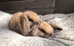 Mini Lop rabbits for sale: Mini Lop Bunnies - Image 10