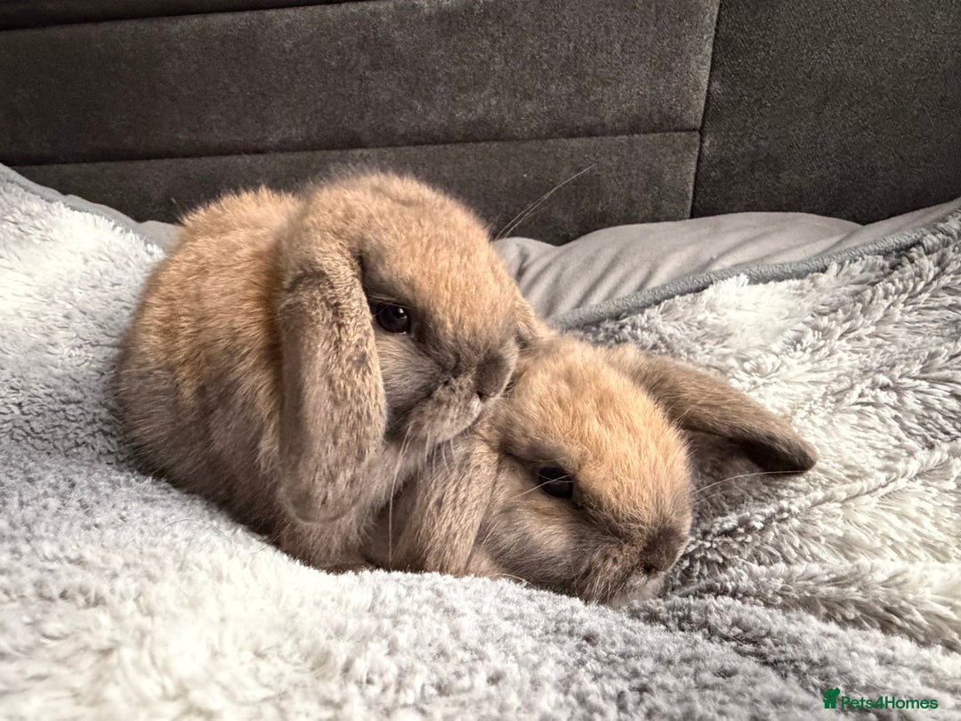 Mini Lop rabbits for sale: Mini Lop Bunnies - Image 10