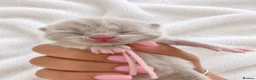 British Shorthair cats for sale: CHAMPION GCCF BRITISH SHORTHAIR KITTENS  - Advert 4