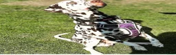 Dalmatian dogs for stud: Our Loveable Handsome Liver Dalmatian Marshall - Advert 12