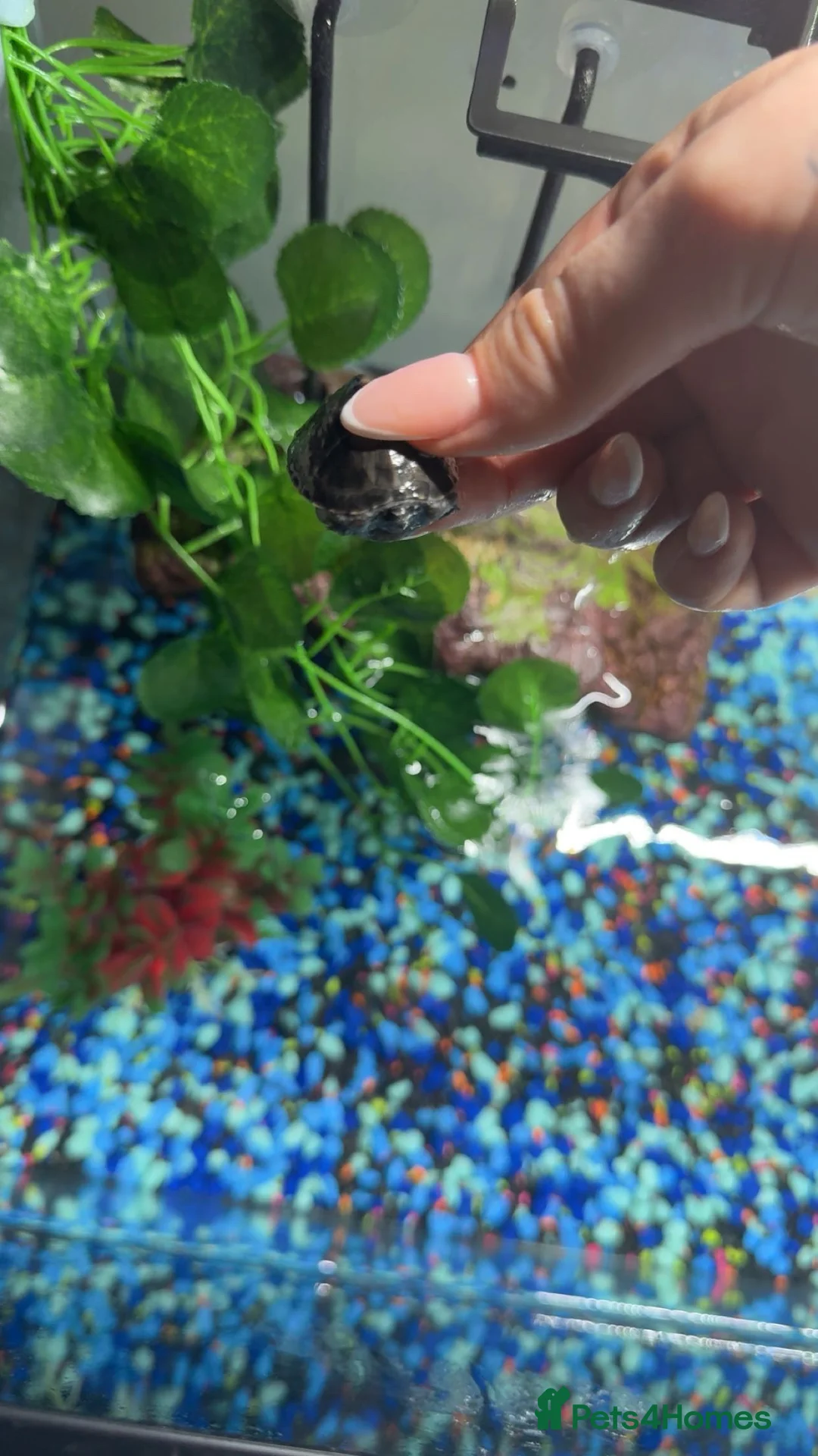 Turtle reptiles for sale: 2 turtles and tank - Advert 3