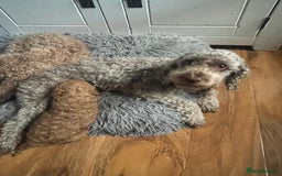 Cockapoo dogs for sale: cockapoo - Image 8