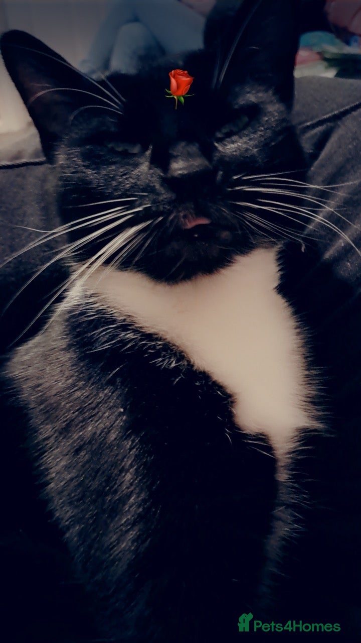 Mixed Breed cats Her name is Wednesday my sister chose it - Advert 6