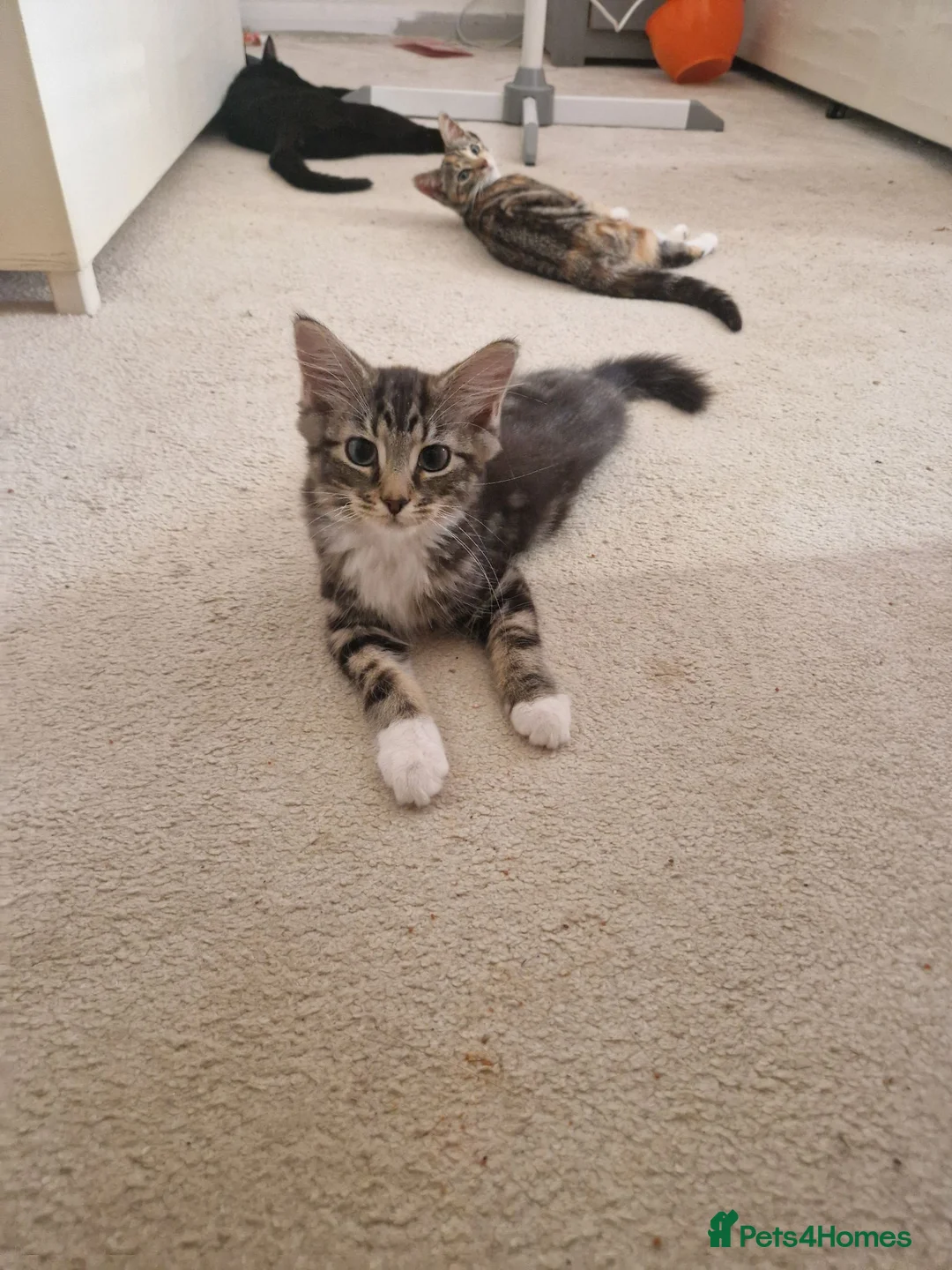 Mixed Breed cats for sale: Kittens for sale - Advert 2