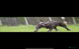 Mixed Breed dogs for sale: HUGE “TRI” MERLE CANE CORSO PUPPIES FOR SALE - Image 22