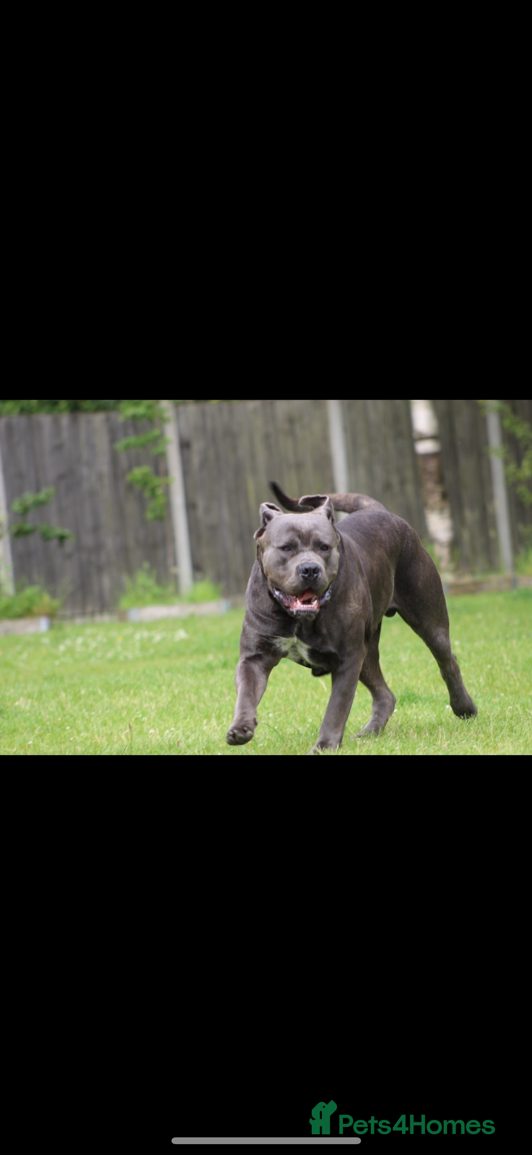 Mixed Breed dogs for sale: HUGE “TRI” MERLE CANE CORSO PUPPIES FOR SALE - Image 22