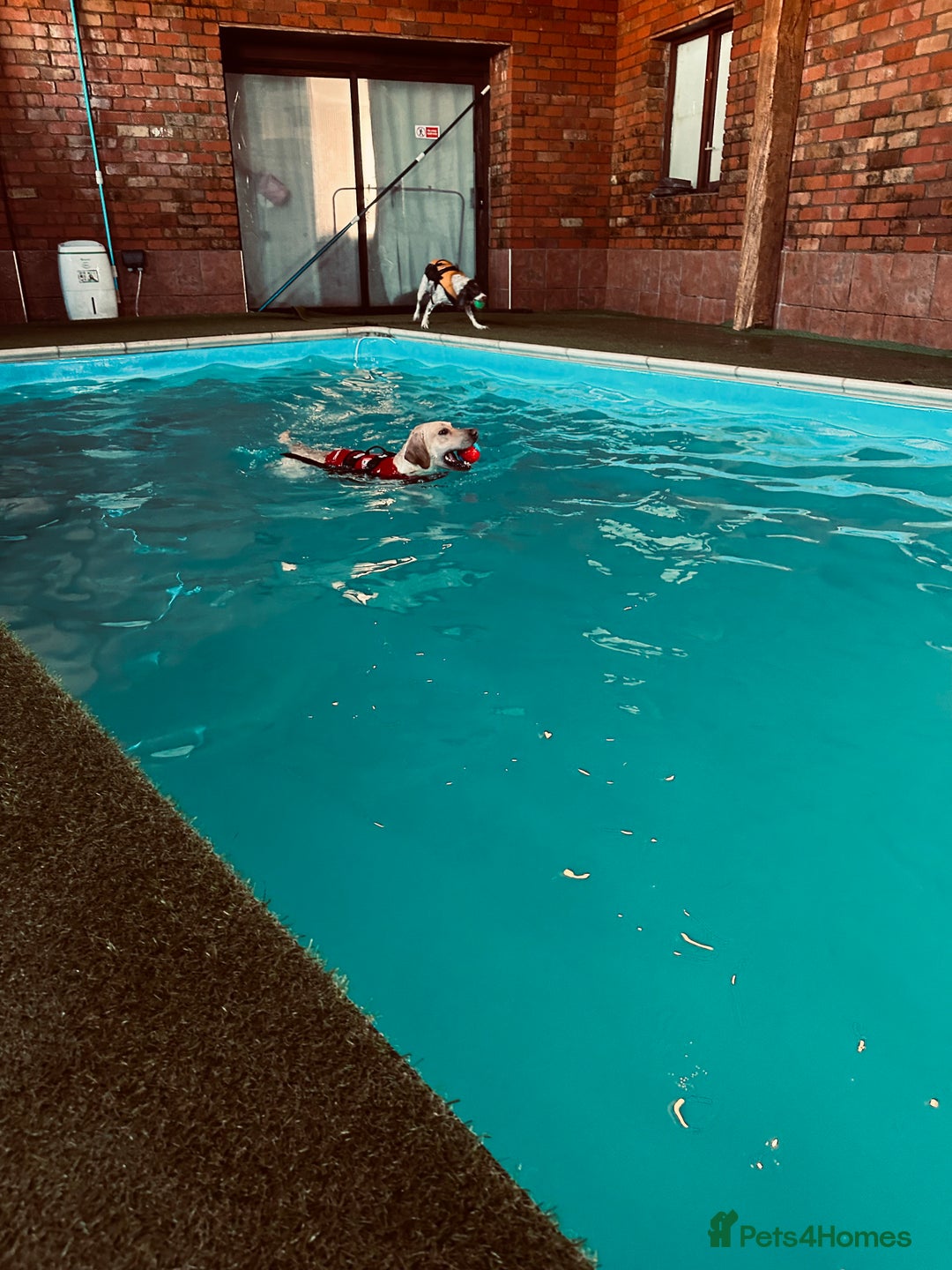 Labrador Retriever dogs for stud: KC Registered Yellow Labrador, Proven Stud  in Coalville - Advert 8