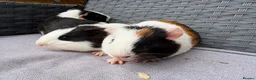 Guinea Pig rodents for sale: Sows and Trio of Boars  - Advert 25