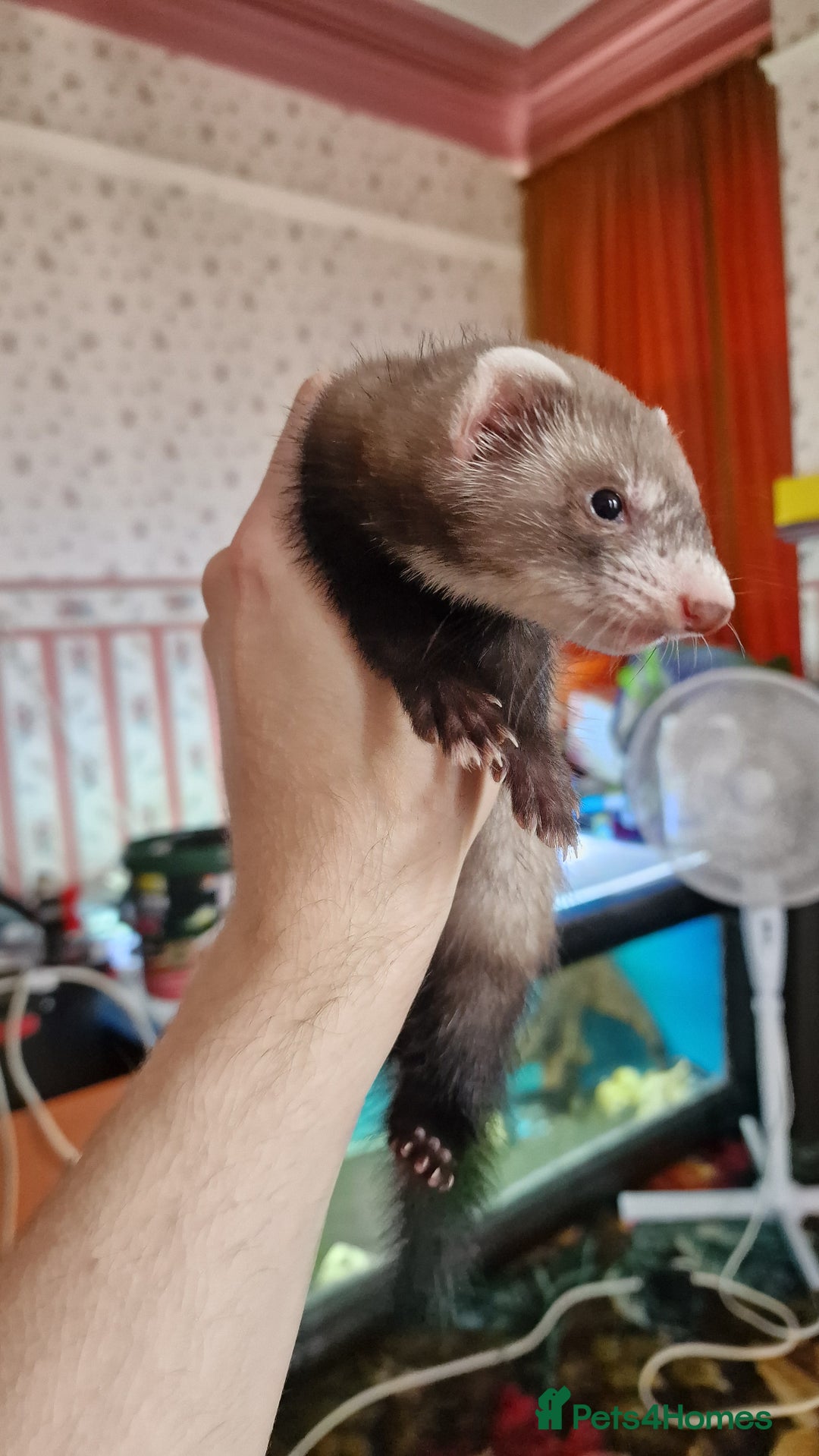 Ferret rodents for sale: 3 mixed EU Polecat Jills for sale - Image 4