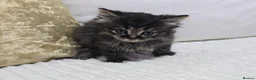 Domestic Shorthair cats for sale: Beautiful Litter of 8 Kittens –5 Females & 3 Males - Advert 20