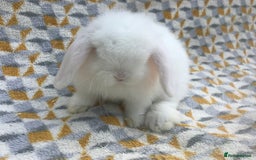 Mini Lop rabbits for sale: Beautiful mini lops for sale  - Image 10