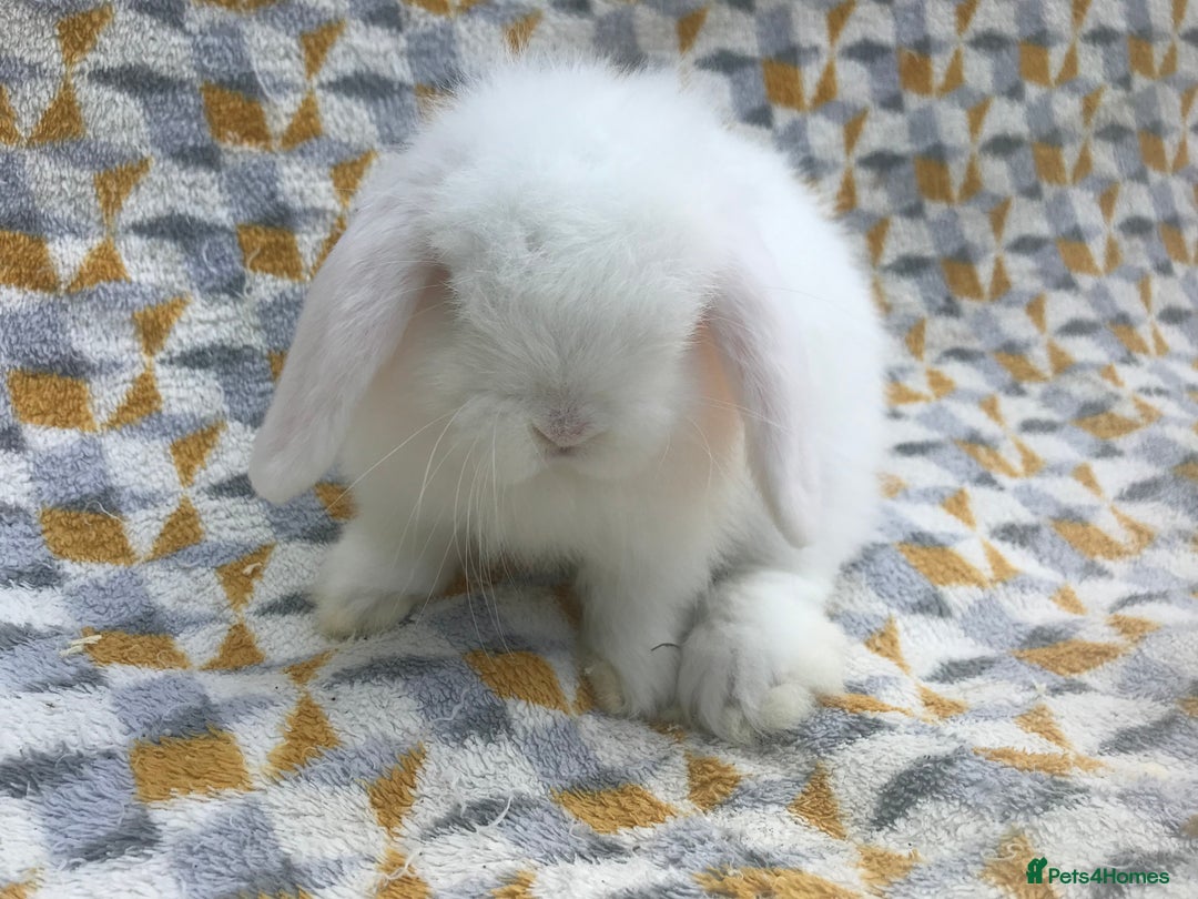 Mini Lop rabbits for sale: Beautiful mini lops for sale  - Image 10