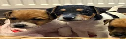 Jack Russell dogs for sale: Jack Russell 5 boys  - Advert 8