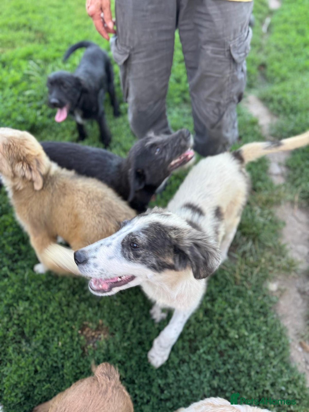 Mixed Breed dogs for adoption: ODIN, a superb young boy - for a Loving Home  - Advert 5