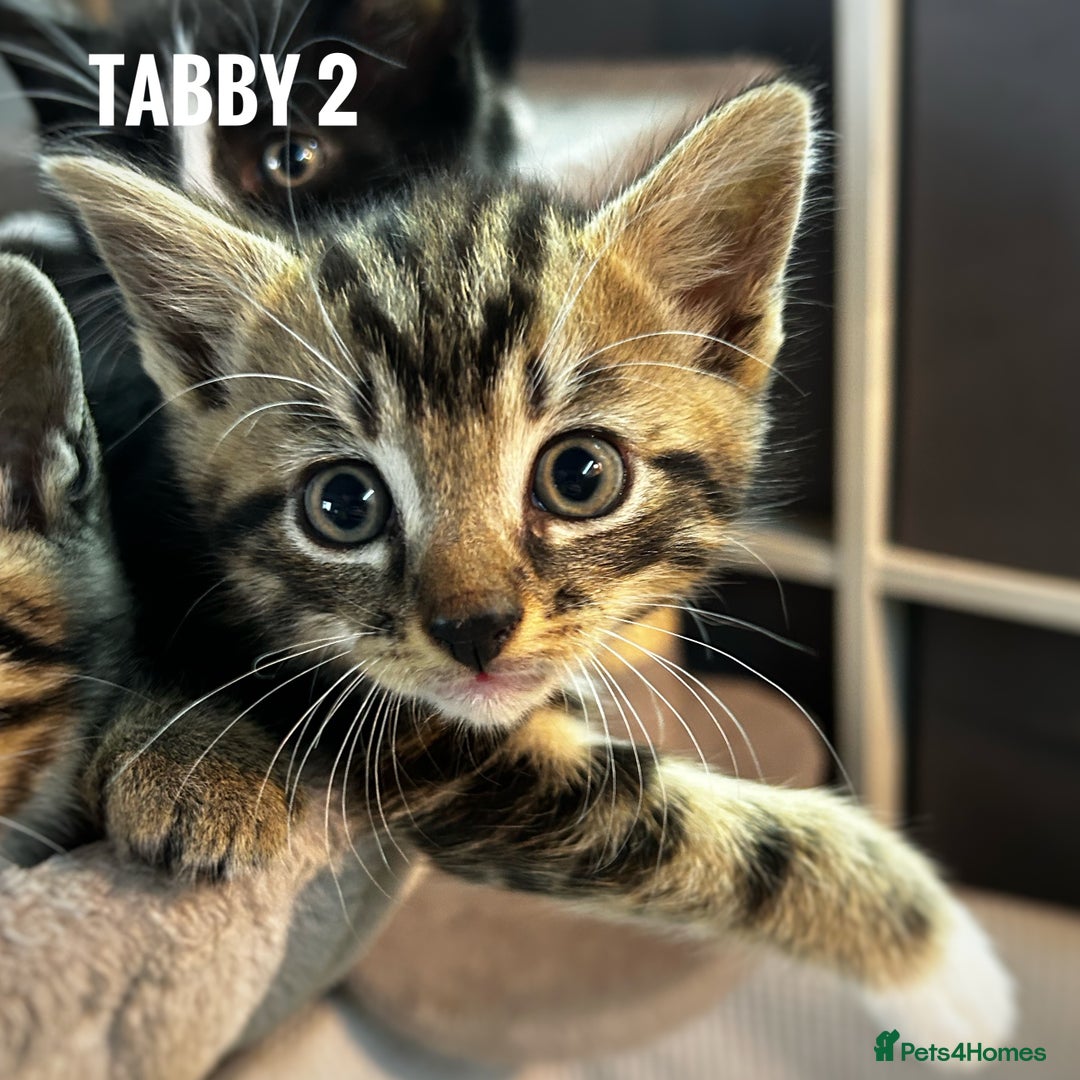 Mixed Breed cats for sale: Kittens for sale - 5 - Mixed breed - Advert 15