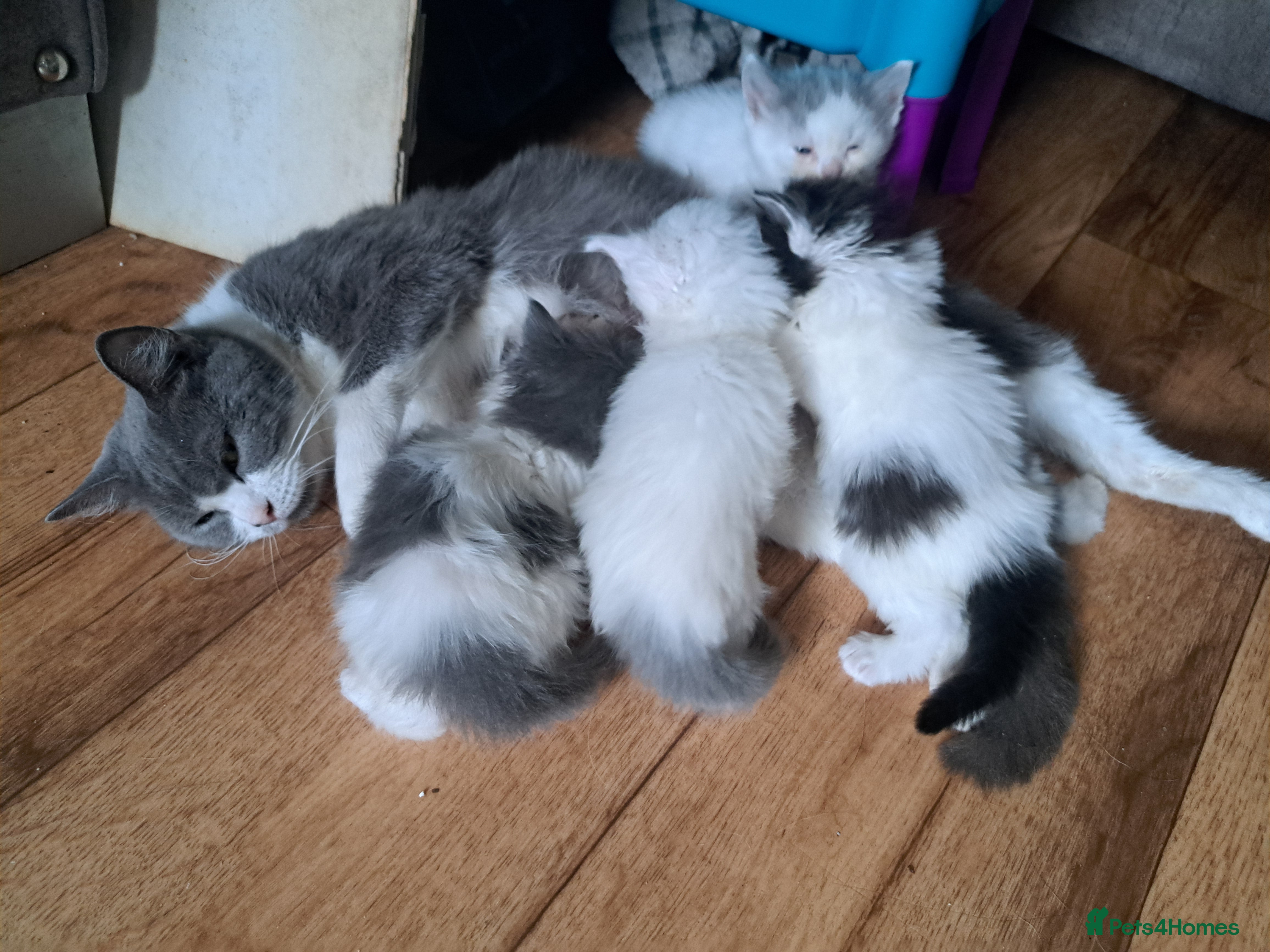 Ragdoll cats Beautiful ragdoll x British short hair - Advert 2