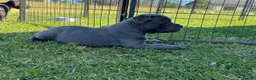 Staffordshire Bull Terrier dogs for sale: Solid pure Staffy's blue to quickly take home - Advert 5