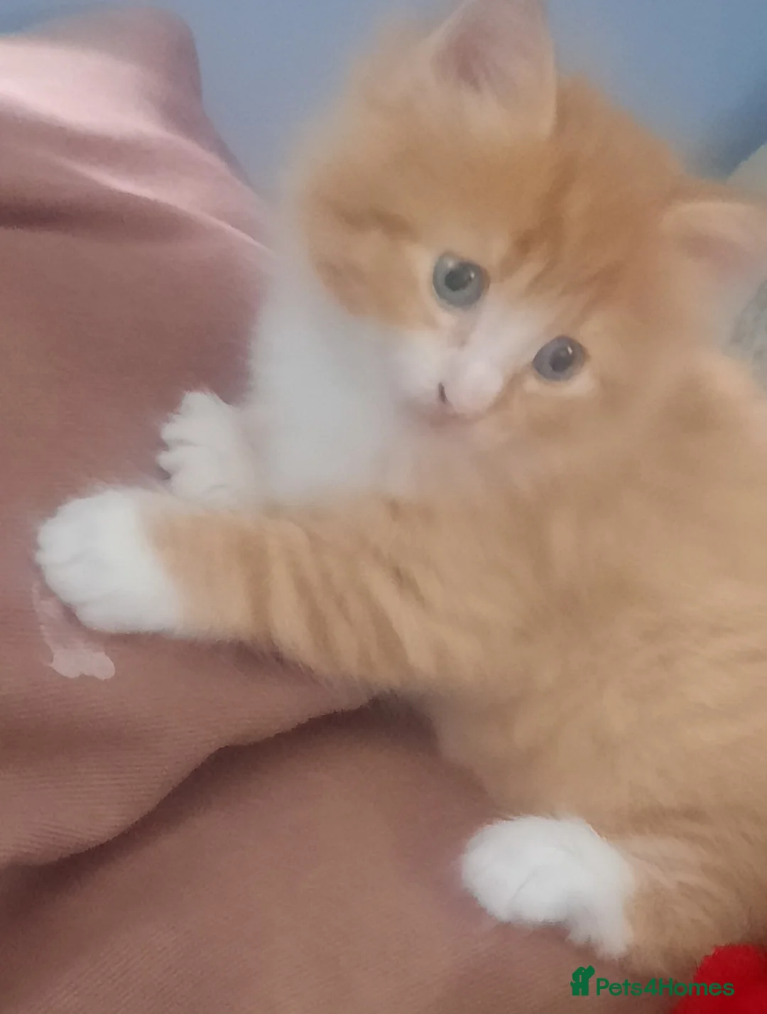 Mixed Breed cats for sale: Ginger kitten - Advert 14