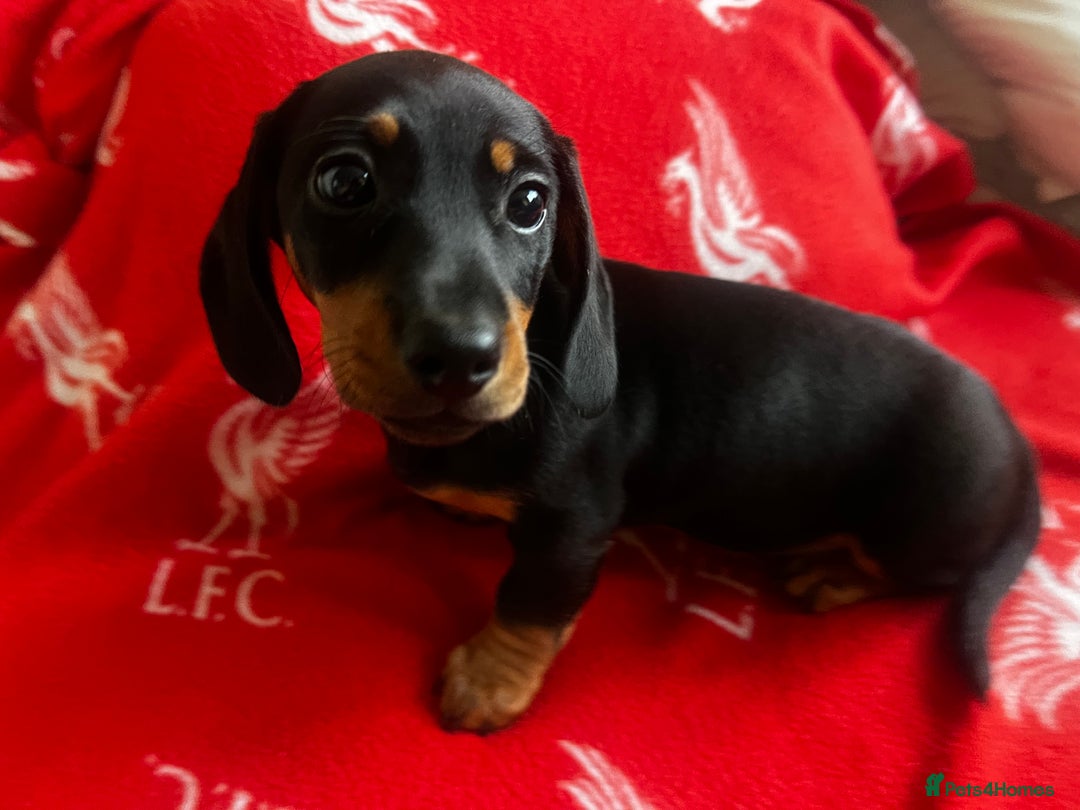 Miniature Dachshund dogs for sale: kc reg miniature smooth Dachshund 1 girl 1 boy - Image 4