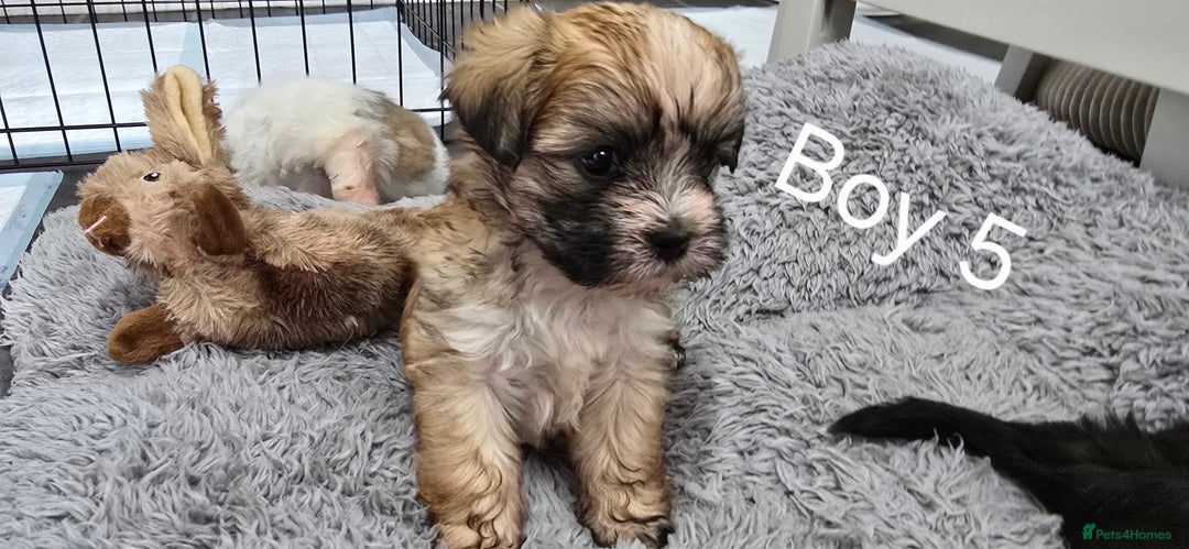 Malshi dogs for sale: Shih Tzu x Malshi Pups - Advert 16