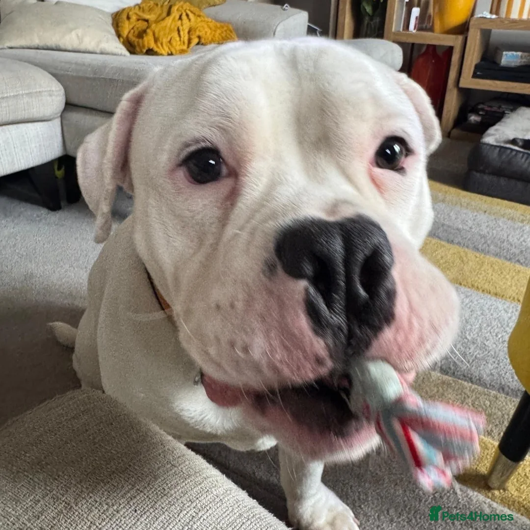 Mixed Breed dogs for adoption: FOR ADOPTION- PATCH - EASTLEIGH - Advert 1