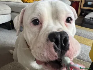 Mixed Breed dogs FOR ADOPTION- PATCH - EASTLEIGH - Advert 1