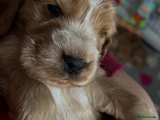 Cocker Spaniel dogs Golden Show Type Cocker Spaniel Boys - Advert 10