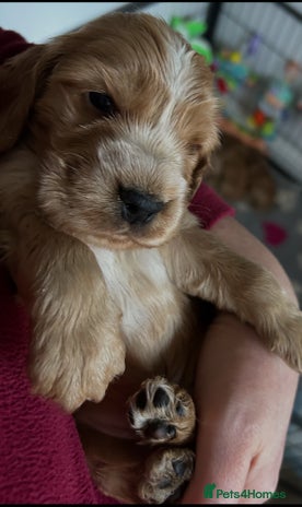 Cocker Spaniel dogs Golden Show Type Cocker Spaniel Boys - Advert 3