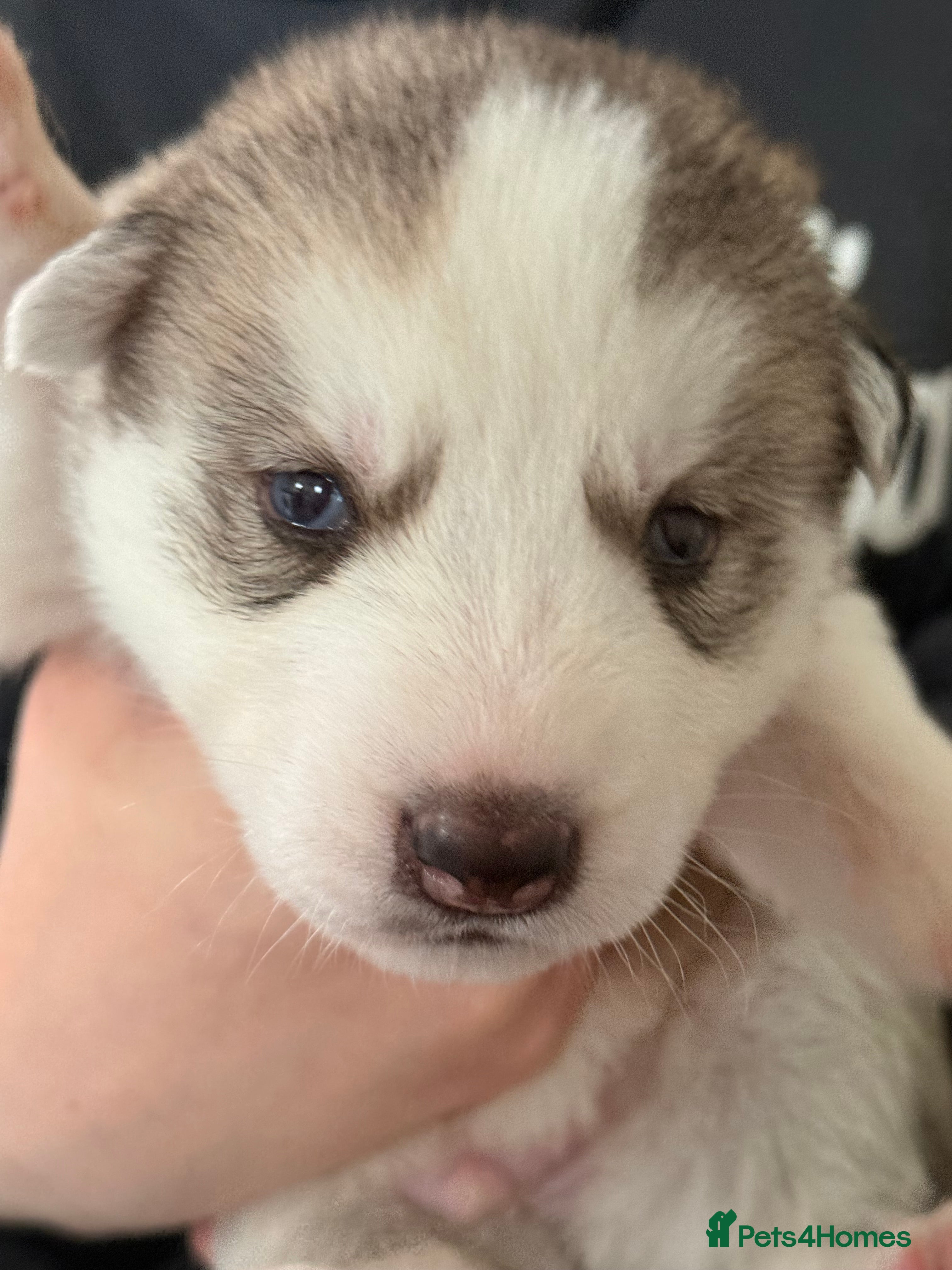 Shepsky dogs for sale: 7 beautiful shepskys in Kirkcaldy - Advert 6