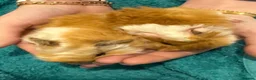 Guinea Pig rodents for sale: RESERVED Peruvian Cream Long Hair Boars - Advert 7