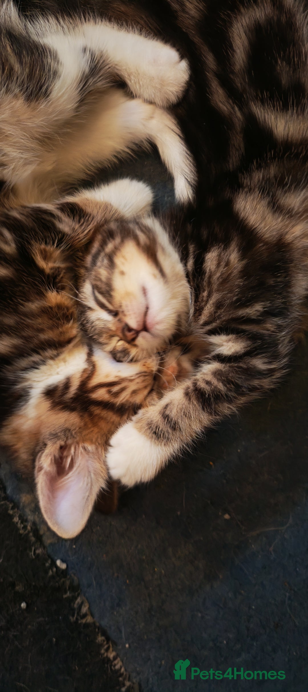 Mixed Breed cats for sale: 8 week old kittens  - Advert 7