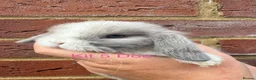 Mini Lop rabbits for sale: Purebred Mini Lops - Advert 10