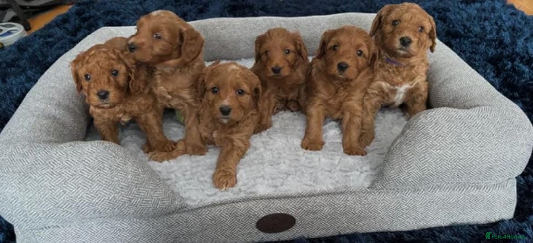Cavapoo dogs for sale: Red cavapoo puppies fully health checked - Advert 1