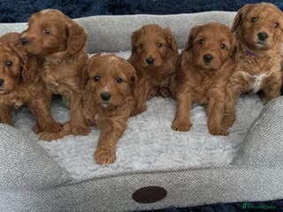 Cavapoo dogs Red cavapoo puppies fully health checked - Advert 1