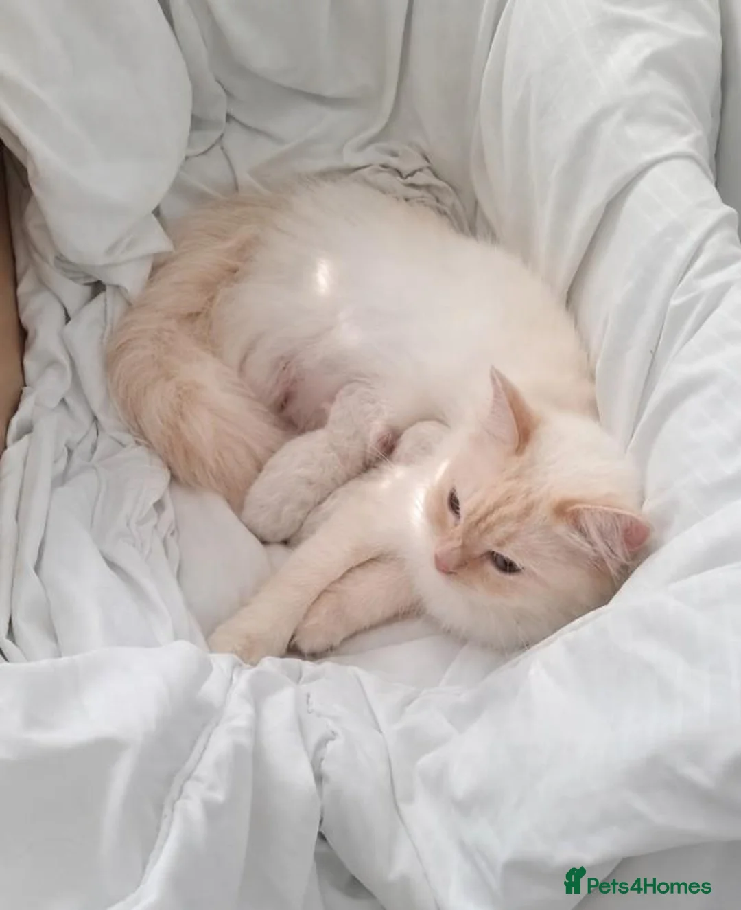Ragdoll cats for sale: Flame point Ragdoll Kittens - Advert 5