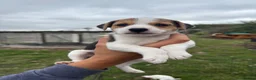 Jack Russell dogs for sale: Jack Russell puppies - Advert 6