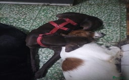 German Shorthaired Pointer dogs for adoption: Rucha, female German Shorthaired Pointer, aged 2 - Image 7