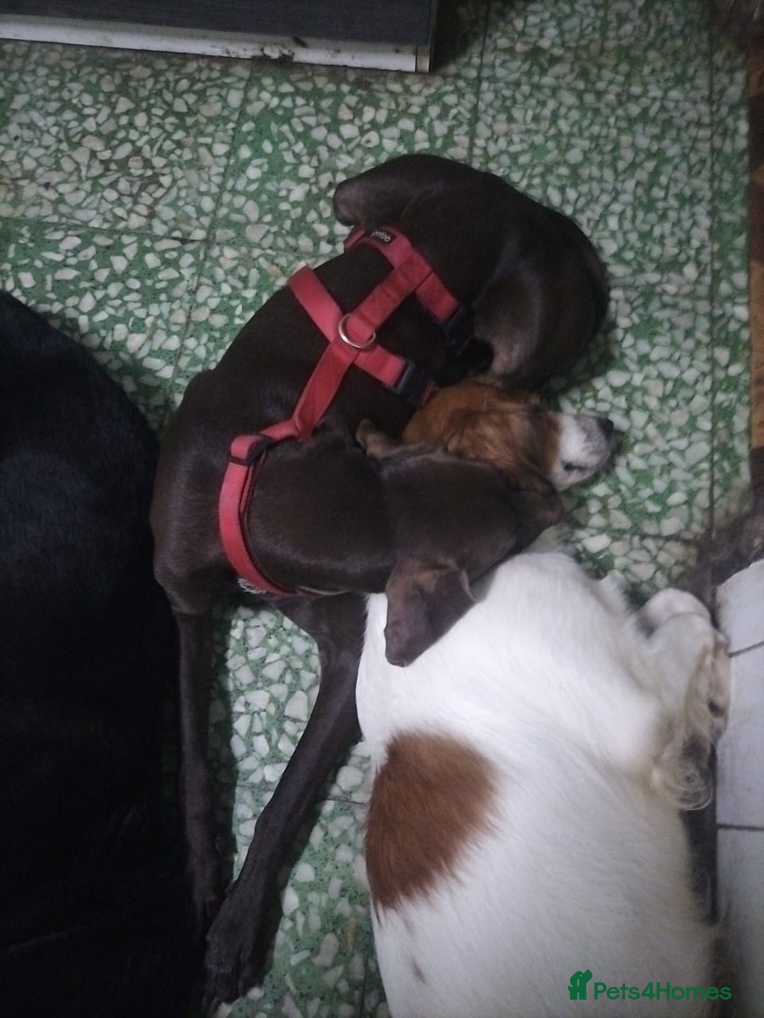 German Shorthaired Pointer dogs for adoption: Rucha, female German Shorthaired Pointer, aged 2 - Image 7