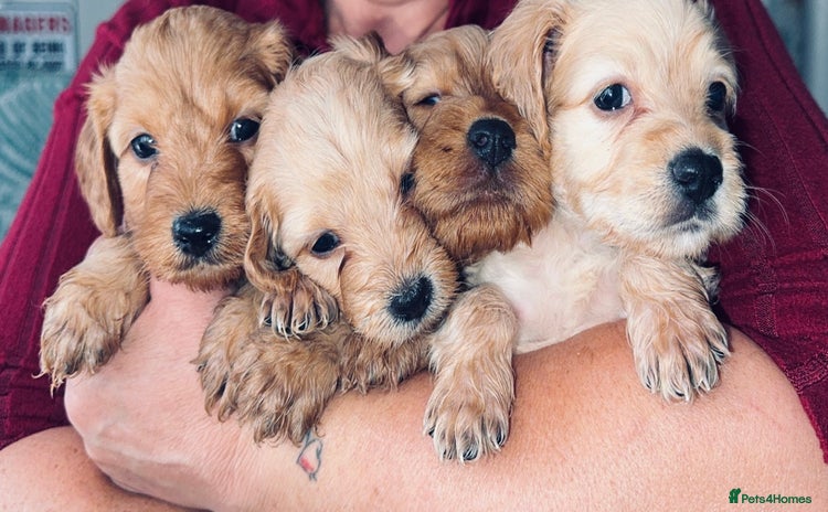 Cockapoo dogs - Advert 4