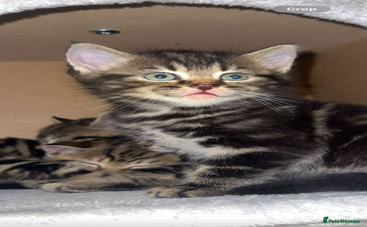 Mixed Breed cats - Advert 3