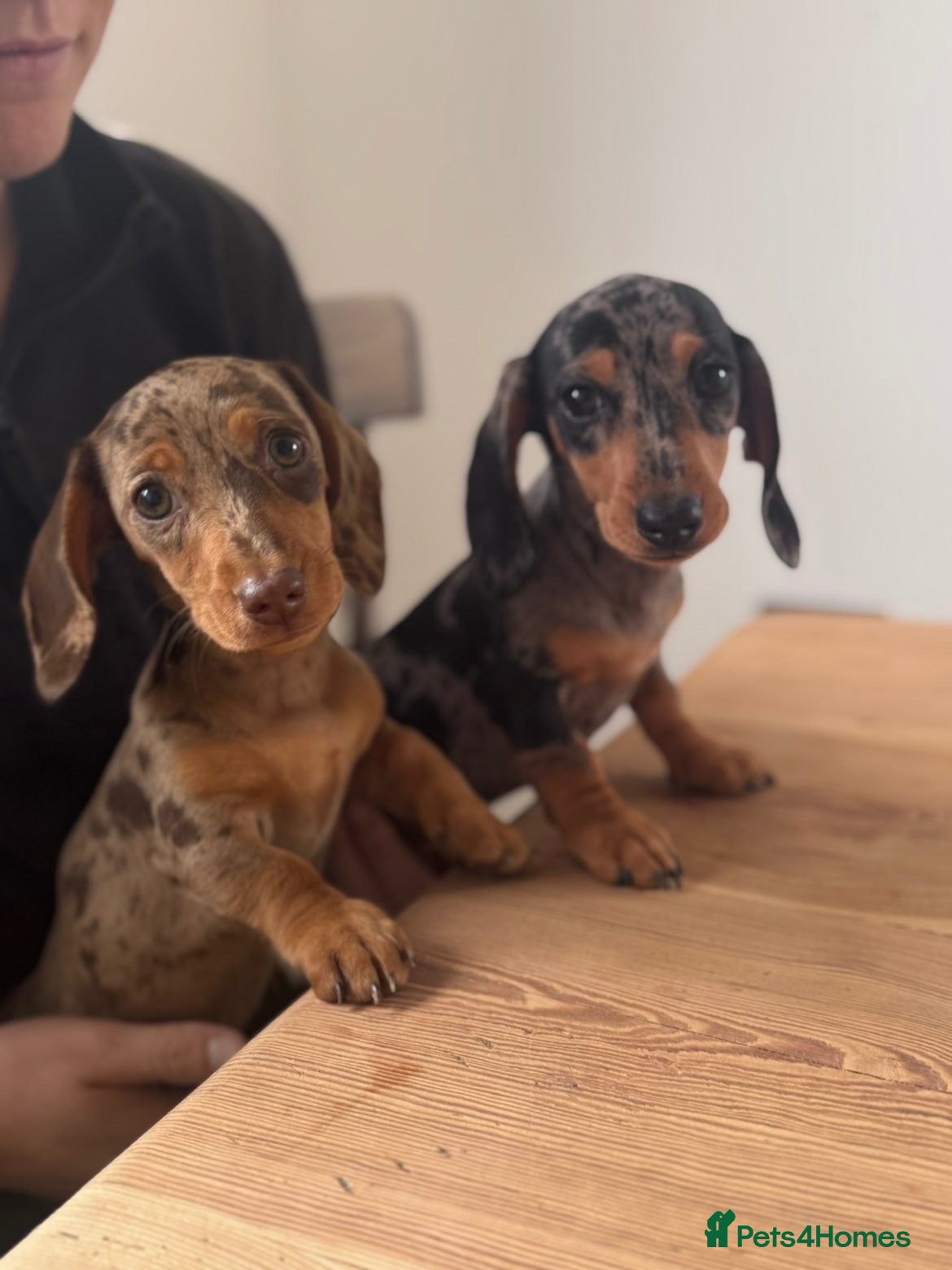 Miniature Dachshund dogs Ready now, 2 stunning dapple miniature dachshunds  - Advert 6