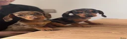 Miniature Dachshund dogs for sale: Ready now, 1 stunning dapple miniature dachshunds  - Advert 2