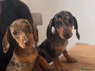 Miniature Dachshund dogs Ready now, 2 stunning dapple miniature dachshunds - Advert 6