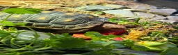 Tortoise reptiles for sale: Red foot tortoise  - Advert 9