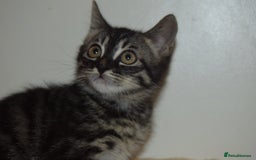 Bengal cats for sale: BEAUTIFUL HALF BENGAL KITTENS - Image 16