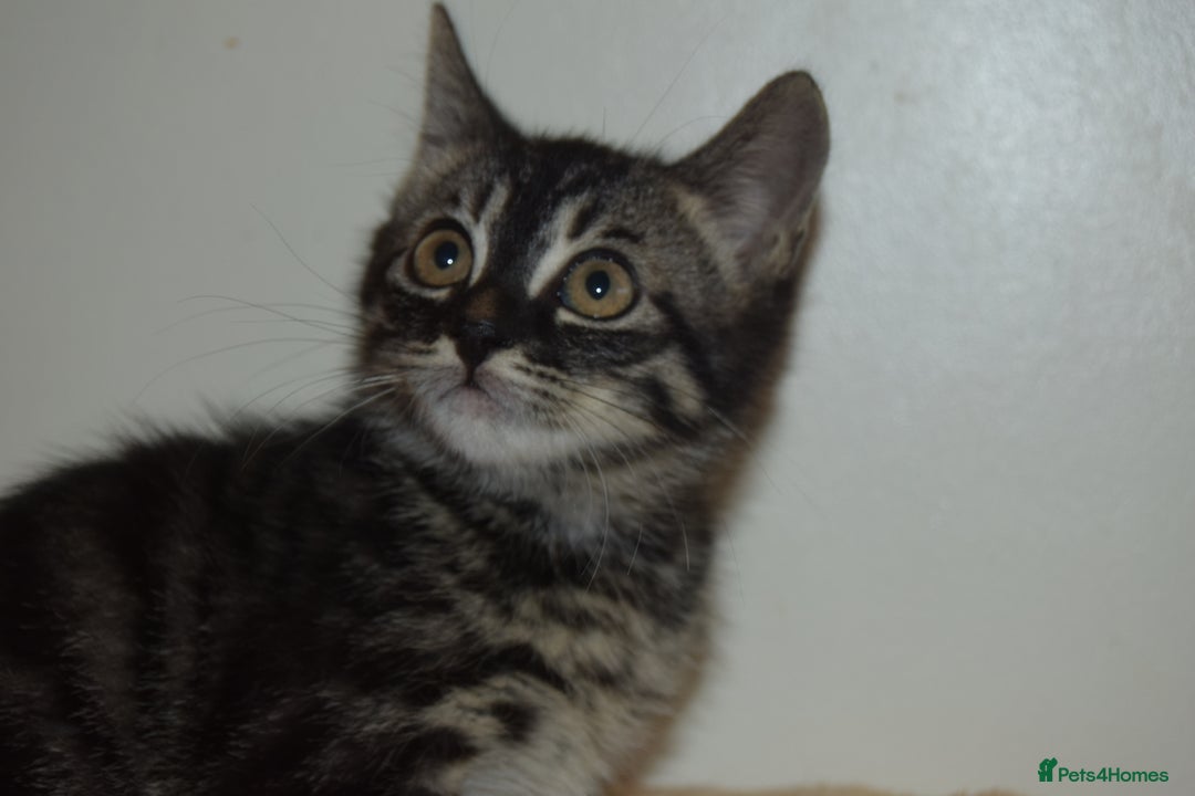 Bengal cats for sale: BEAUTIFUL HALF BENGAL KITTENS - Image 16