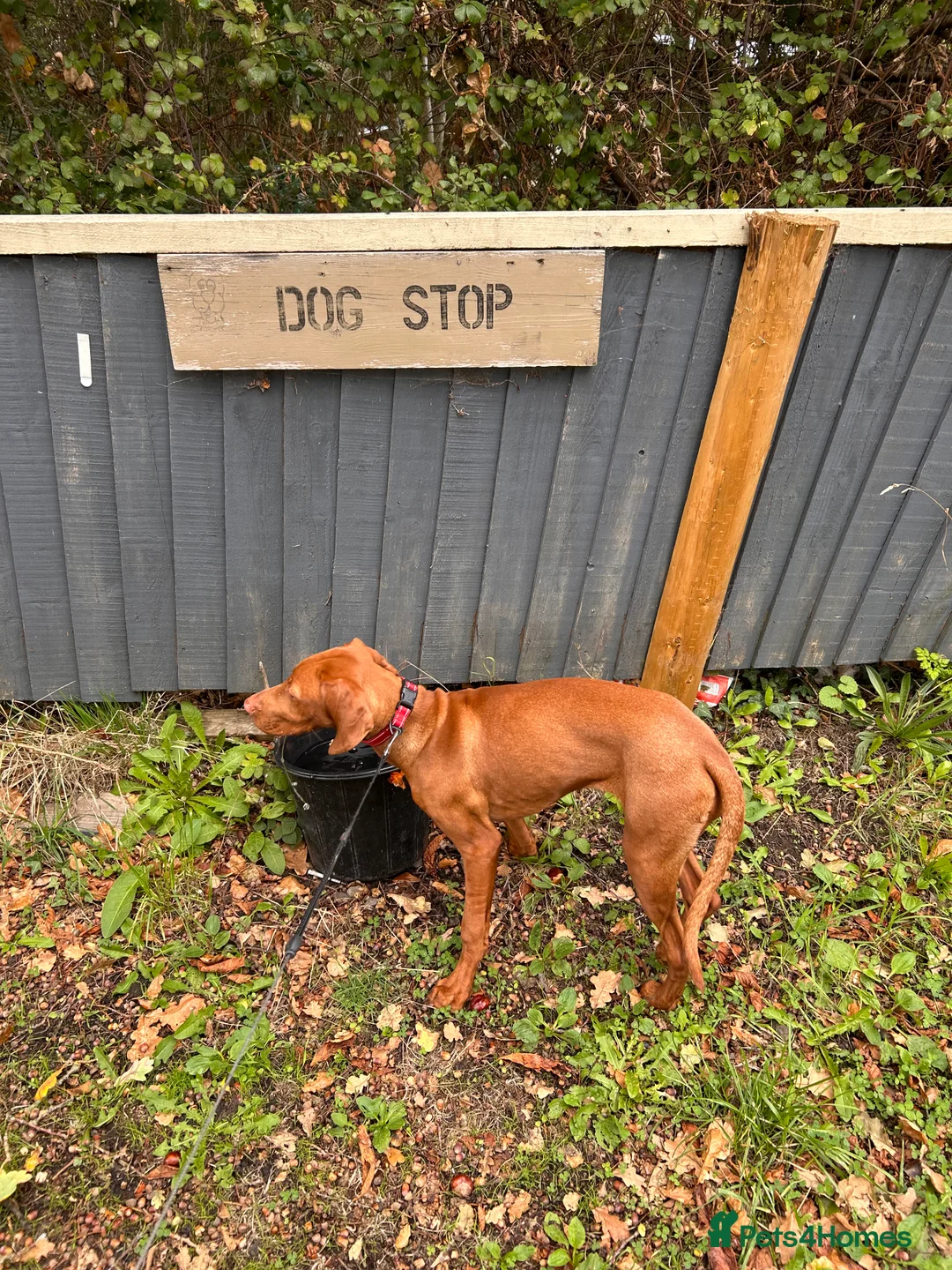 Hungarian Vizsla dogs for sale: Hungarian Vizsla  - Advert 3